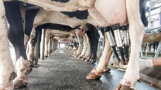Cow in milking parlor being milked with milking device.