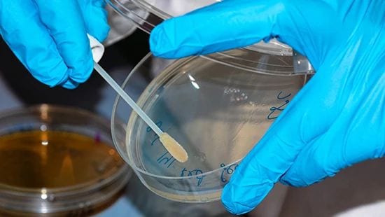 Mikro Swabbing_550x310 A gloved microbiologist swabs a sample onto a petri dish in the laboratory.